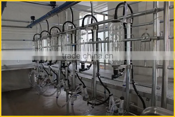 Milking sheep Parlor in dairy farm