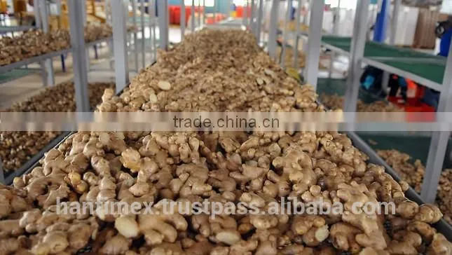 ORGANIC FRESH GINGER VIETNAM FOR GINGER SLICES