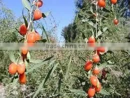 BNP Supply Tianshan 100% Natural Dried Goji Berries
