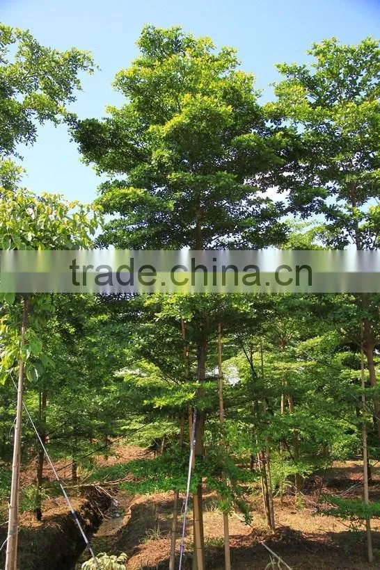 Terminalia Mantaly Tricolor Tree, Outdoor Plant, Variegated Madagascar Almond