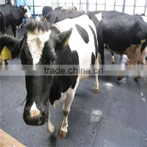 high quality Horse floor mat for sale , stall mat , cow mattresses for sale