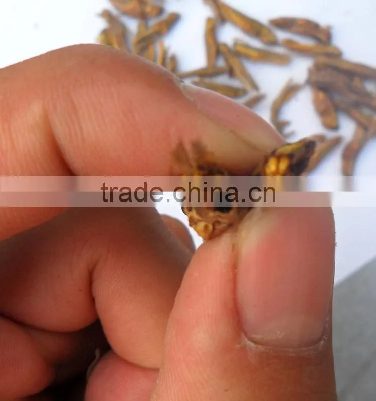 Pet Food Supplies Frozen Dried Grasshopper