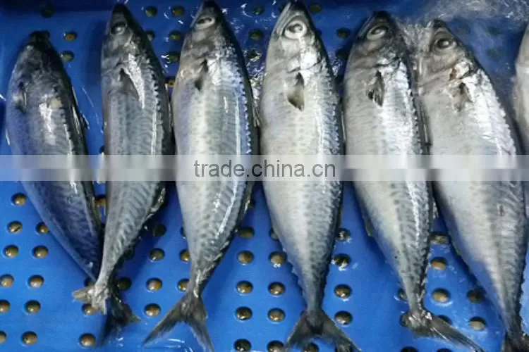 frozen wild catch pacific mackerels 300-500g