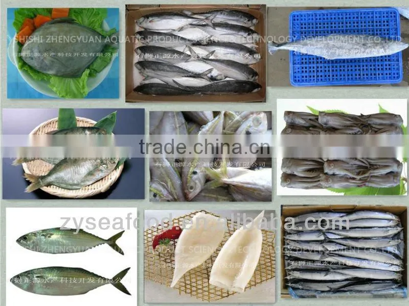Cheap Price Frozen Atlantic Mackerel