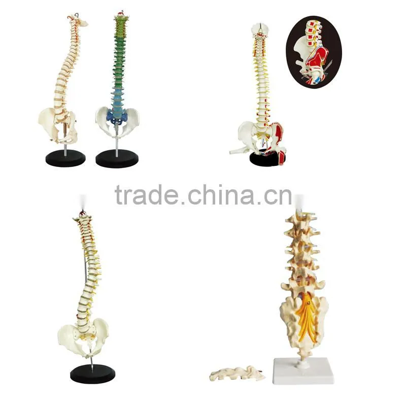 Medical Science Subject and Skeleton Model Type Spine model