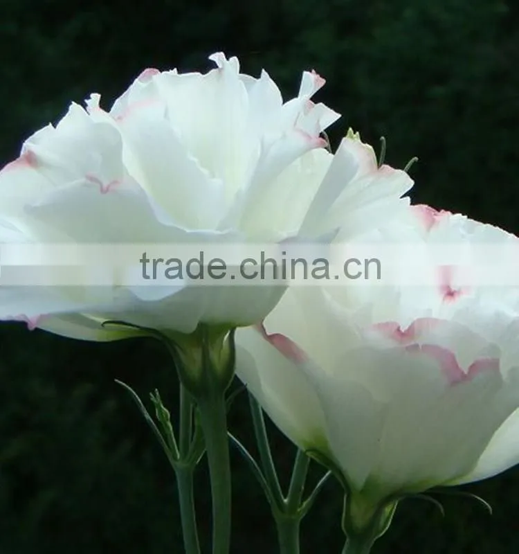 Super quality OEM natural fresh cut flower eustoma
