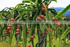 Fresh dragon fruit