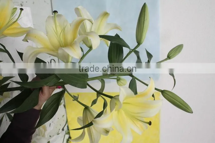 Fresh cut flowers lily flower