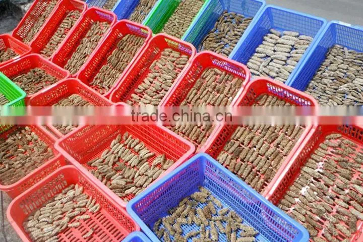 Dried Sea Cucumber Vietnam, Curry Fish, Stichopus Hermanni