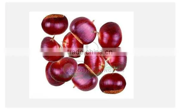 high quality chestnut/New crop chestnut/fresh chestnut