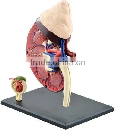 V-HM05 4D MASTER Human kidney structure model