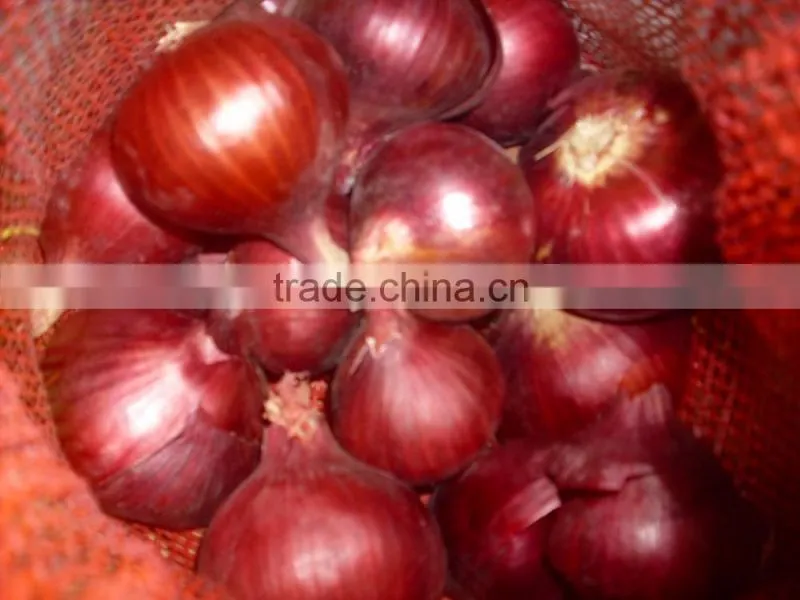 Onion