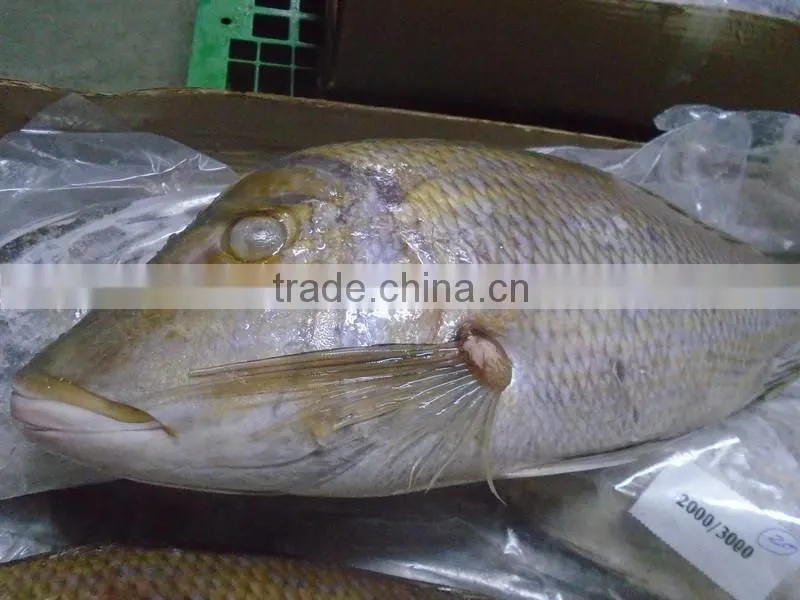 FROZEN EMPEROR FISH