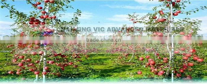 8mm Fiberglass Rod Applied in Agriculture, Viticulture field
