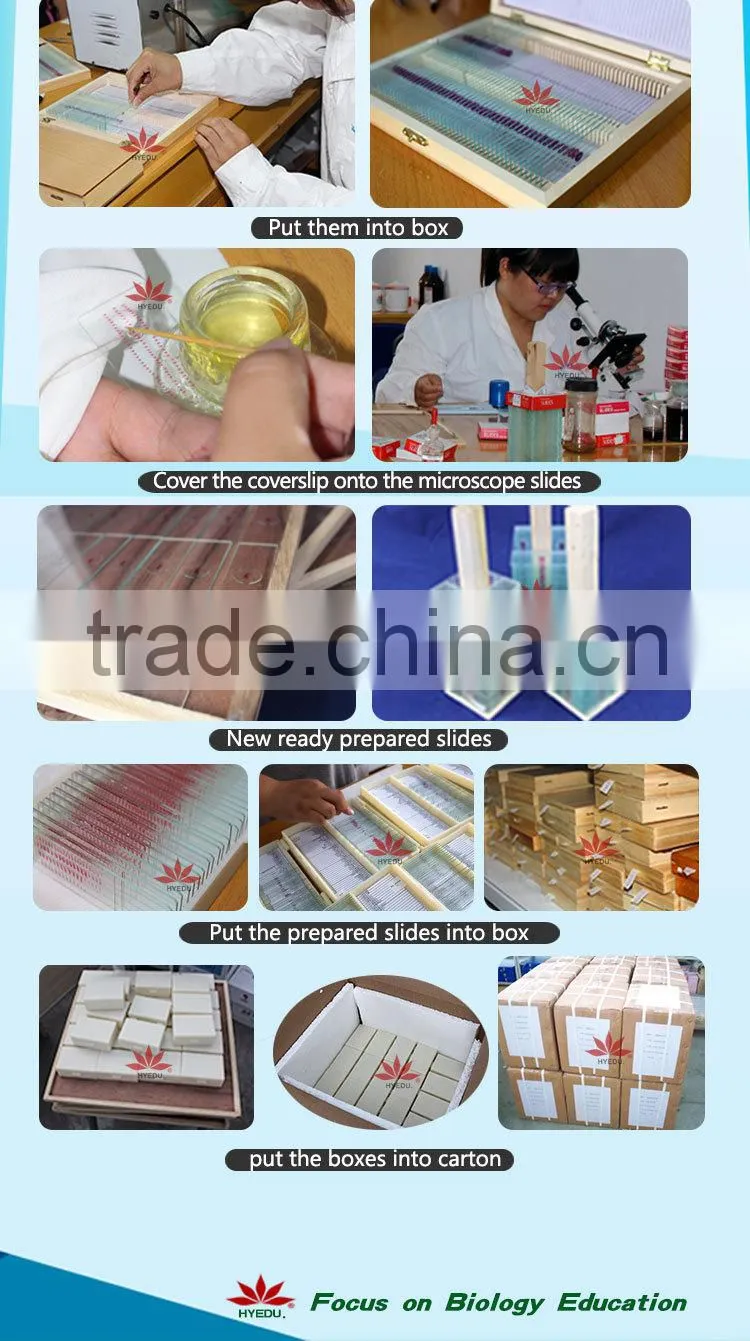 Zoology Protozoa Individual prepared slides