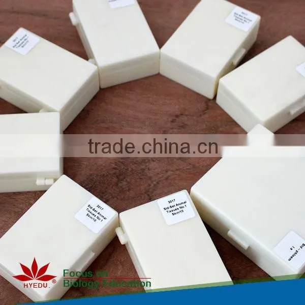 Human oral pathology slides Individual microscope prepared slide