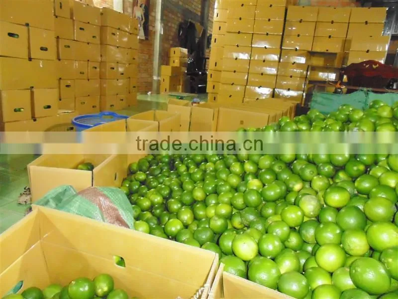 fresh lime VIET NAM 2015