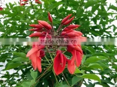 Erythrina crista-galliLinn.