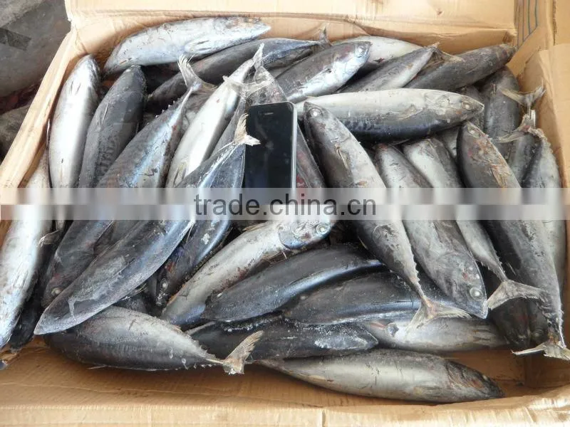 frozen sea food skip jack W/R & YELLOW FIN TUNA W/R