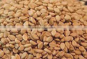 PREMIUM QUALITY INDIAN SESAME SEEDS
