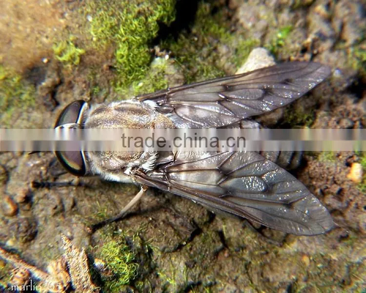 Simulation mechanical foam insect model