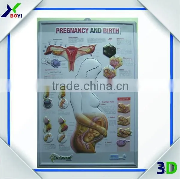 New Designs 3D PVC embossed medical poster