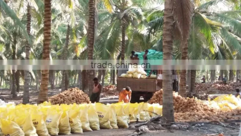 semi husked coconuts !!! Bulk order !!!