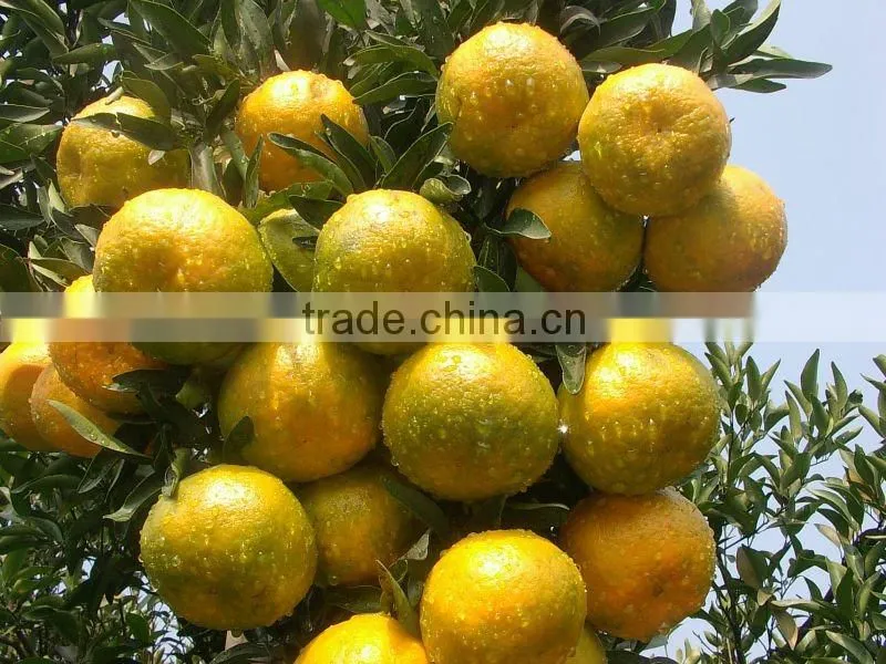 orange juice material orange sacs/pulp/concentrate,and pomelo sacs/pulp