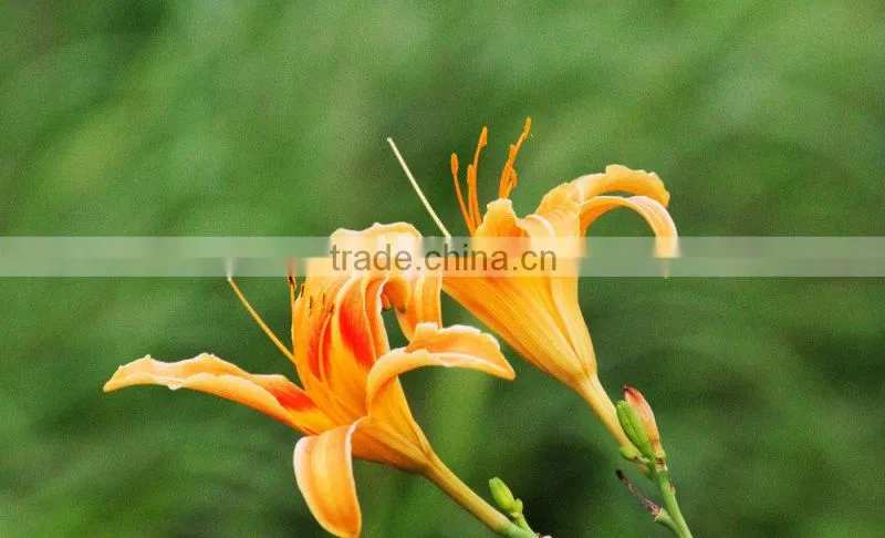Yellow organic daylily, edible healthy vegetables