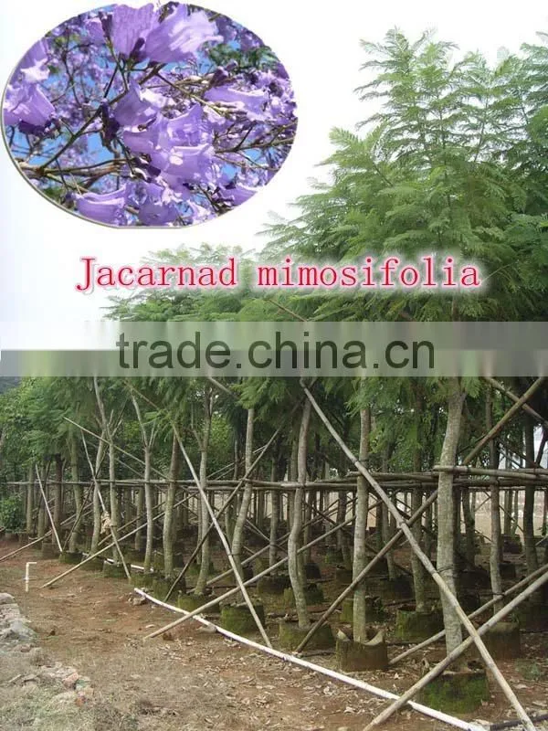 for outdoor landscaping ornamental bonsai plants