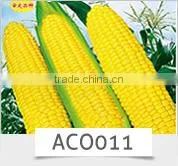 SQ16 Cuty very early maturity baby pick hybrid squash seeds