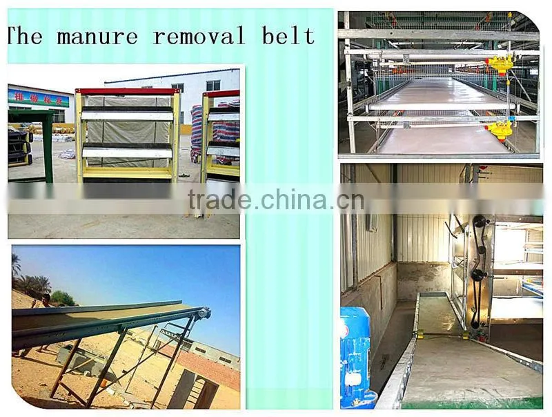 China sell automatic quail cage for Africa market