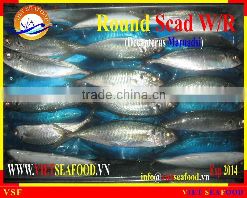 WHOLE ROUND FROZEN ROUND SCAD