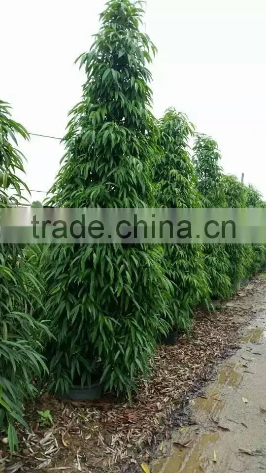 Ficus irregularis