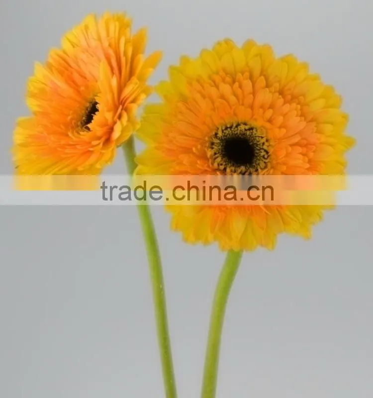 Color Champagne pure yellow gerberas