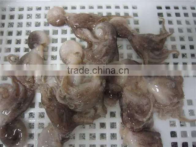 Frozen baby octopus whole