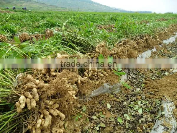 Best quality peanuts in shell 30kg/bag for sale with lowest price