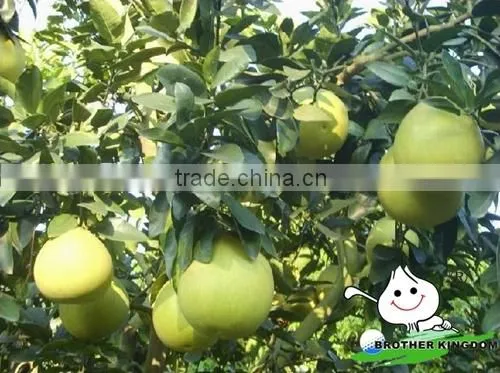 Fresh green pomelo