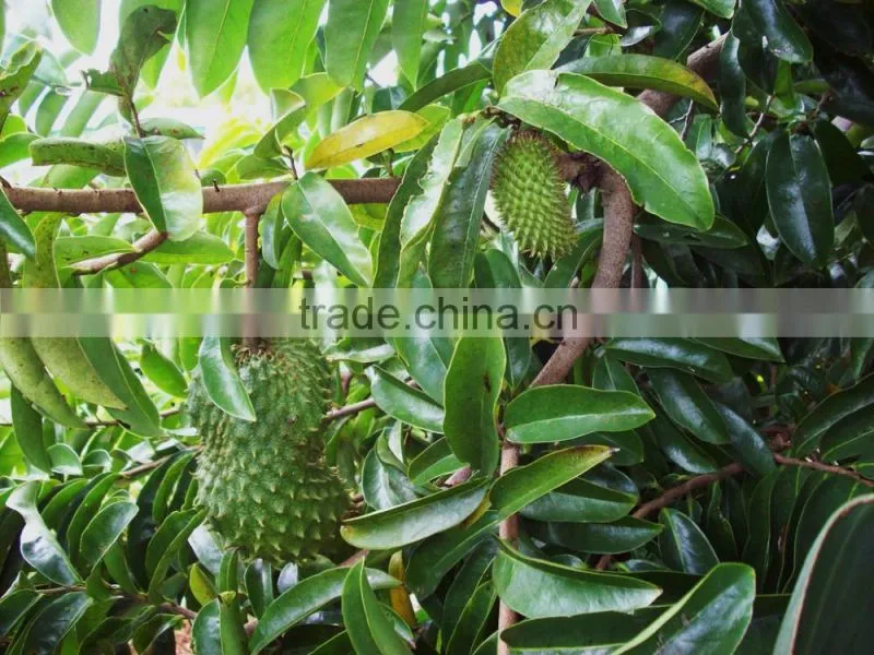 High Quality SourSop Tea Indian Manufacturers