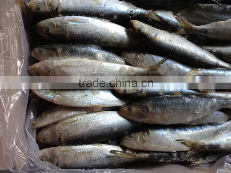 high quality best price whole round new fishing frozen sardine.