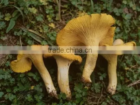dried mushroom cantharellus cibarius