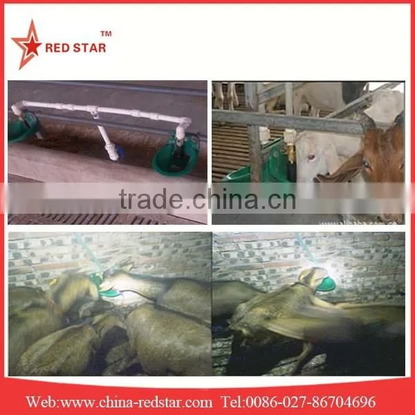 Red Star Cattle Drinking bowl With Goat