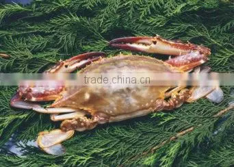 Fish Seafood Contact Plate freezer Shrimp Freezing Equipment