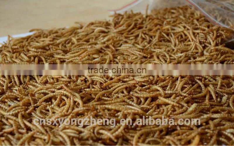 Canned Freeze Drying Mealworms
