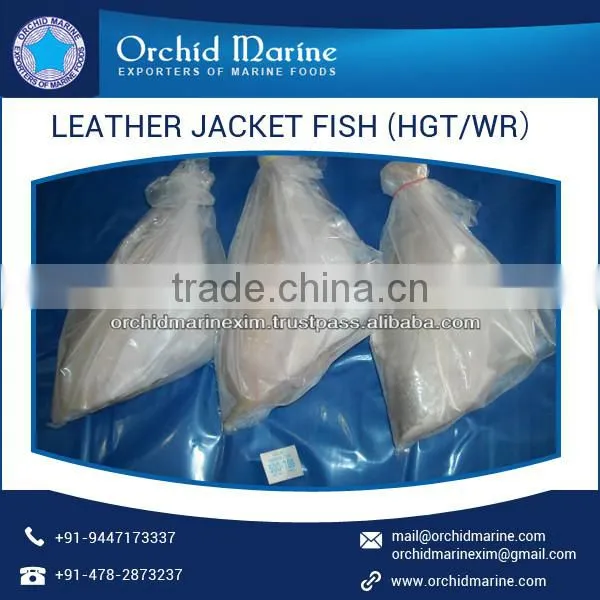 High Protein Filled Leather Jacket Fish at Attractive Price