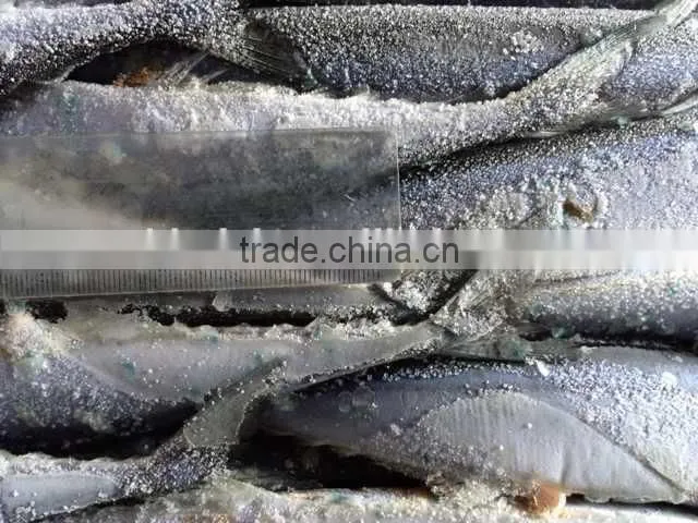 frozen Pacifc saury Cololabis Saira