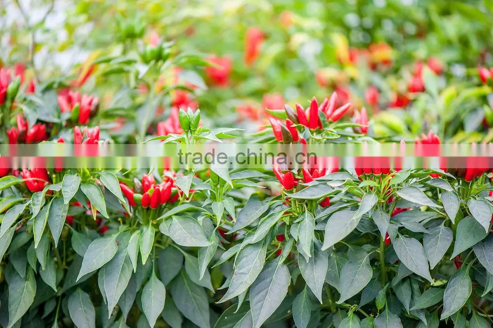 Best Price Fresh Hot Red Chili Pepper from Vietnam