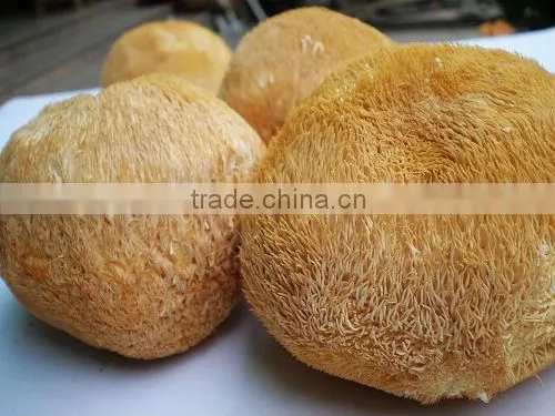 Lion's Mane Mushroom