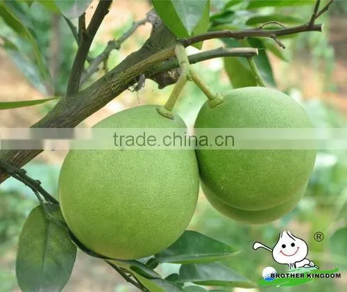 2013 new crop honey pomelo
