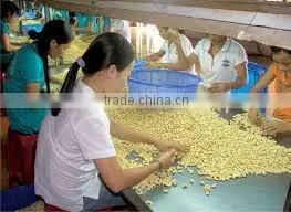 Vietnam cashew kernels grade for Asia Market
